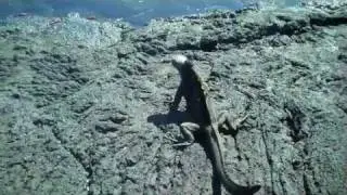 TED OCEANS MISSION BLUE GALAPAGOS 2010 IGUANAS