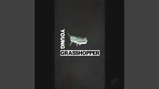 Young Grasshopper