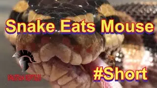 Snake Eats Mouse #Shorts #Short #snake #BallPython #FeedingSnakes #Reptiles #YouTubeShort