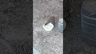 Деликотес для ежика ...