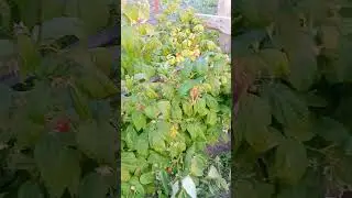 наша плантация малины