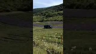 Прованс. Сбор Лаванды.