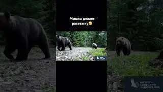 Мишка делает растяжку😁 #животные #приколы #весело #медведь #алисавтв #алиса_втв #заповедник