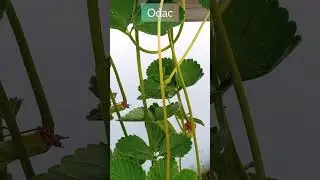 Estolones de fresa #shorts #plantas #fresas  #agricultura #plants