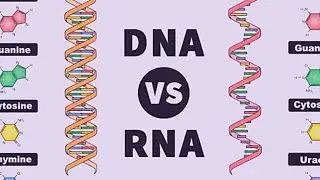 DNA vs RNA | Difference between DNA and RNA | ABT Gurukul