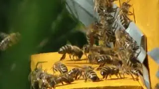 Пчелиные танцы