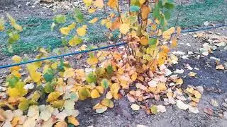 Зелений фундук
