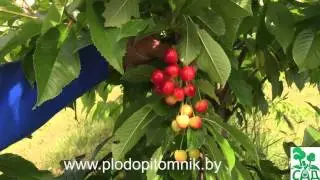 Сорта черешни белорусские, краткое описание.