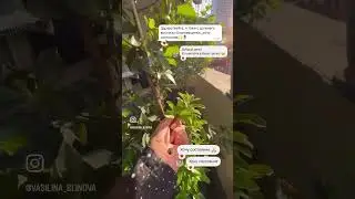 В Грузии наступило лето +30 ☀️