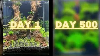 500 DAYS TRANSFORMATION - Nano Aquascape Timelapse