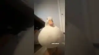 Mythical video pull #music #music #duck ￼