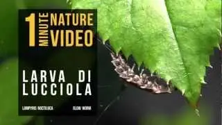 Larva di Lucciola