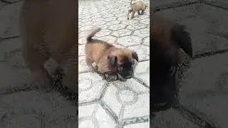 #puppy #ribbon #cutedog #dog #dogbreeds #anjingku