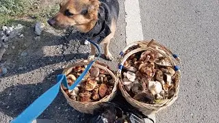 Ничего не могу с собой поделать, ну люблю я грибы собирать !опять я в лес ушла за грибами.