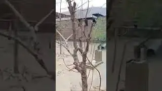 Офати сел дар Ёвон