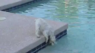 Boo the white schnauzer loves bubbles in the pool! (Sherry Petta jazz:  
