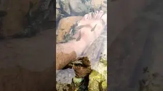 fish massage therapy🐟🐟🐟🐟