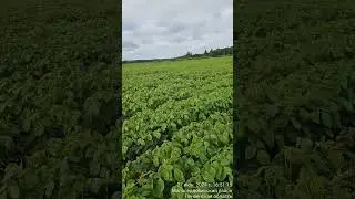 Соя после подсолнечника,  сравнение двух сортов