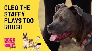 Cleo The Staffy Needs Help To Be Calm | Dogs Behaving (Very) Badly Australia | Channel 10
