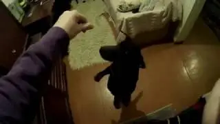 боня не умеет рычать