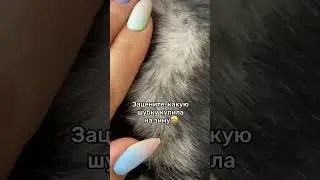Зацените какую шубку купила🤩 #юмор #животные #собака #собачки #смешныевидео