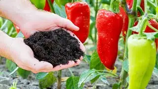 NEVER PLANT PEPPERS WITHOUT THIS! For healthy and productive plants...