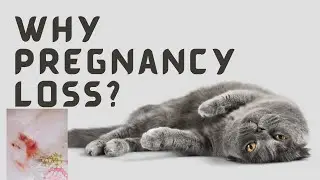 Reasons Miscarriage In Cats || How to Help Your Cat Who Had a Miscarriage || Animalia Dot Pk