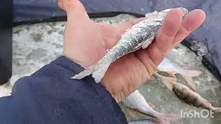 Игру видать а рыбы не видать.