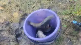 виловив копанку до кінця.багато малька 