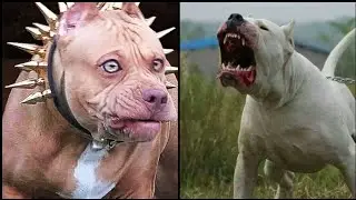 Most ILLEGAL Dog breeds in the World and WHY?