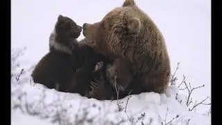 О.Гаряев - Весна
