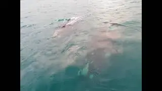#southernright #whales curiously investigate boat out at sea