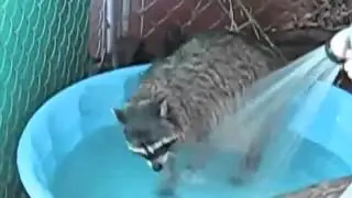 Прикольный енот играет с водой