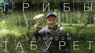 Собираем белые грибы и подосиновики. Тихая охота на Урале