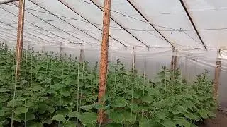Огурцы в  Апреле!