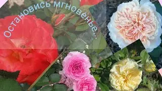 Хроники одного розового сада!Июль 22, цветем! 😃👍