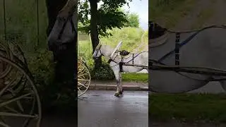 Эй извозчик!!! 