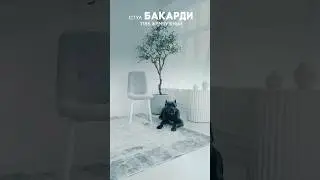 Стул Бакарди стильный и мягкий 
