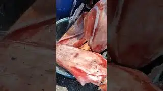 Big Squid caught on baybay makato aklan