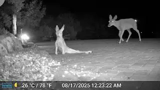 Is this that same fawn that almost lost it's life to a coyote in August 2025?