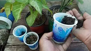 How/What to Mulch Your Plants