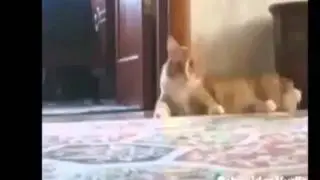 "MemFase™"LOL!Ты бы так не смог !