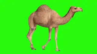 GREEN SCREEN CAMEL ANIMATED  HD  | FREE TO USE GRAPHICS ANIMATIONS | NO SOUND ON THE GREEN SCREEN