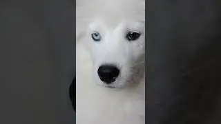 Голубоглазый самоед🐶