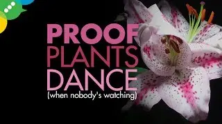 Proof That Plants Dance When You're Not Looking