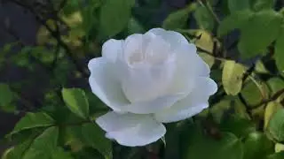 Amoureuse - Suite No.2  (Claude Bolling) flute : Kirio Matsuda, piano : James Lui