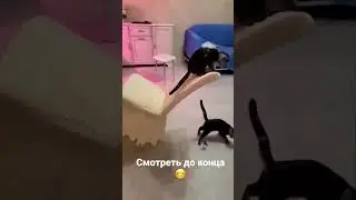 коты разбойники😂,смотреть до конца #кот #кошки