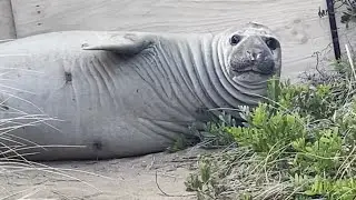 Meet Neil the Elephant Seal: The Unlikely Internet Star Taking Over Tasmania!