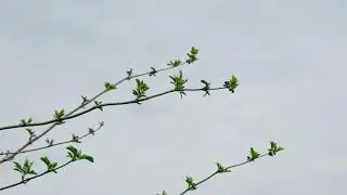 FIRST WILDLIFE SHOTS