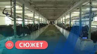 Новый телятник на 200 голов открылся в Ленске
